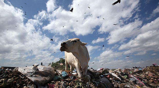 A cow feeds at Managua’s municipal garbage dump