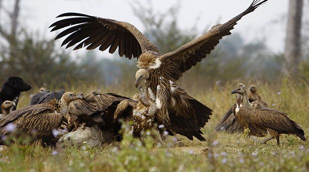 Vultures battle for a cow carcass as they feed