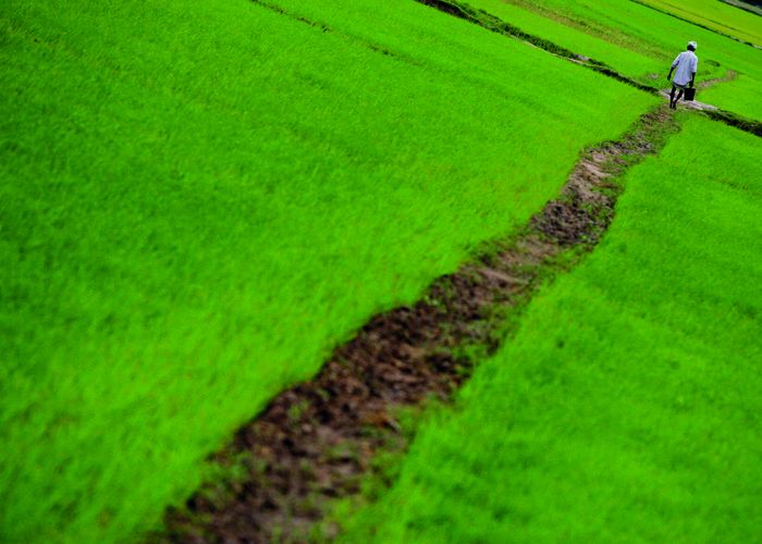 An Indian farmer walks through a paddy field on the outskirts of the southern Indian town of Cuddalore