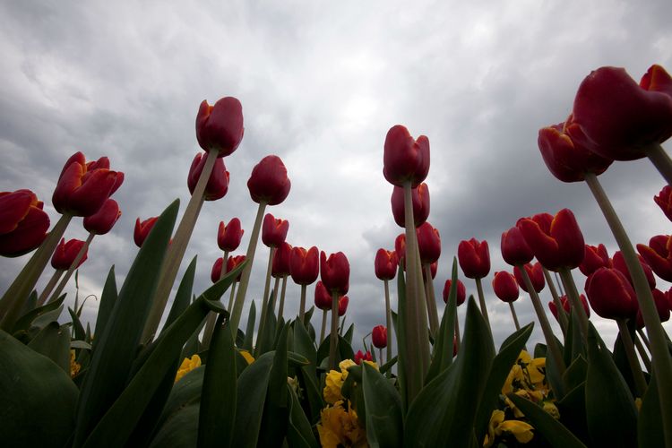Tulips are seen in full bloom 