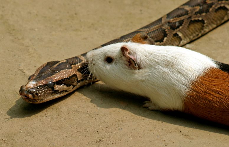 A rock python is seen with a guinea pig