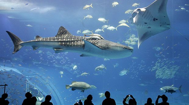 A seven-metre-long whale shark and manta ray swim with other fish in a fish tank