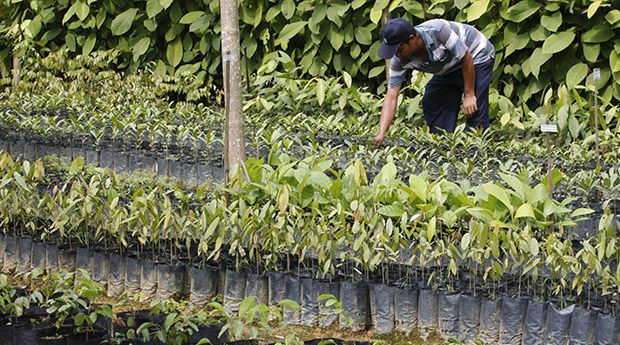 A worker inspects young trees at the Perniagaan Tunas Harapan nursery