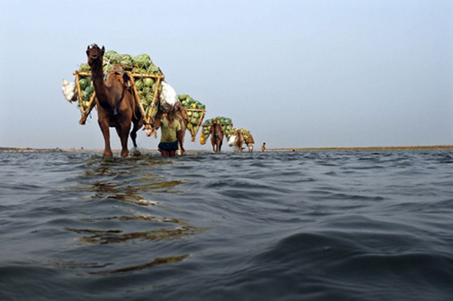 Farmers use camels to transport their watermelons across the river Ganges at Neevna village on the o