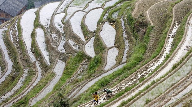 Farmers plough a rice terrace in southwest China