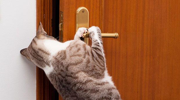 A cat trying to open the door
