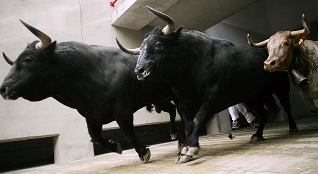 Exit, pursued by bulls