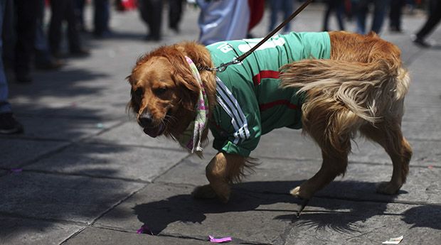 A Mexican soccer fan walks her dog, clad in a jersey of Mexico’s team