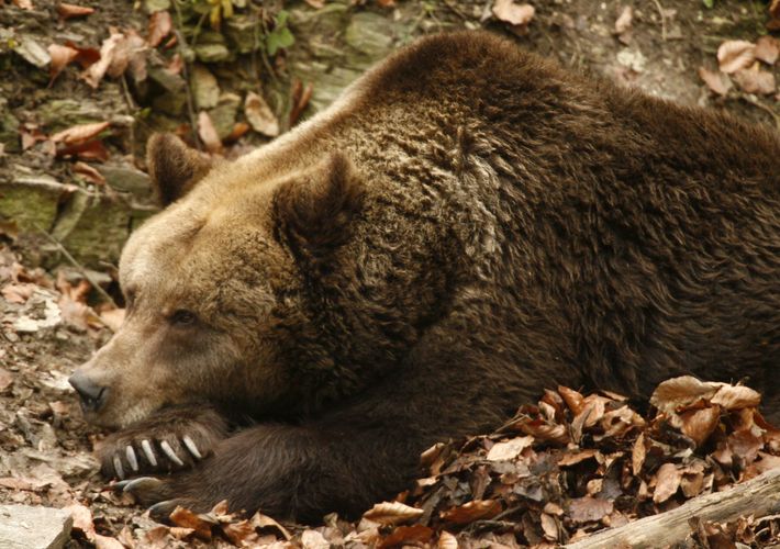 A brown bear rests while in its enclosure in a wildlife zoo in the central German town of Worbis south of Hanover