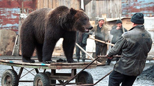 Russian Viktor Kirpichnikov pulls a cart on which his pet bear rides during a stroll around the Siberian town of Mariinsk