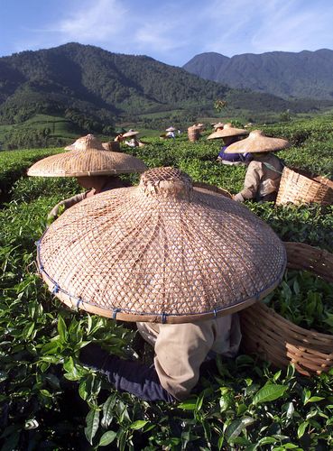 Indonesian tea pickers work on the Mas Mountain tea plantation near the town of Bogor, in the Puncak