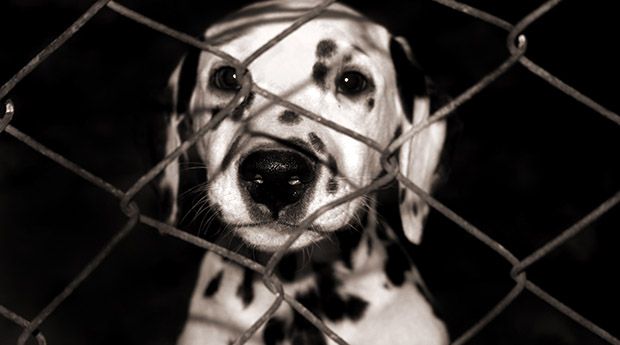 Dalmatian puppy looks through a fence