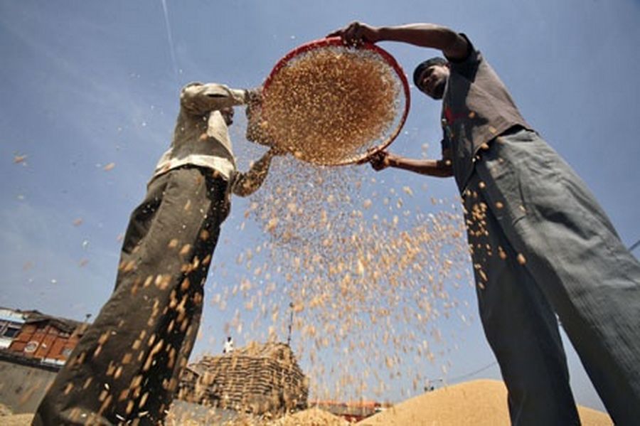 Labourers sift wheat crop at a wholesale grain market in the northern Indian city of Chandigarh. 