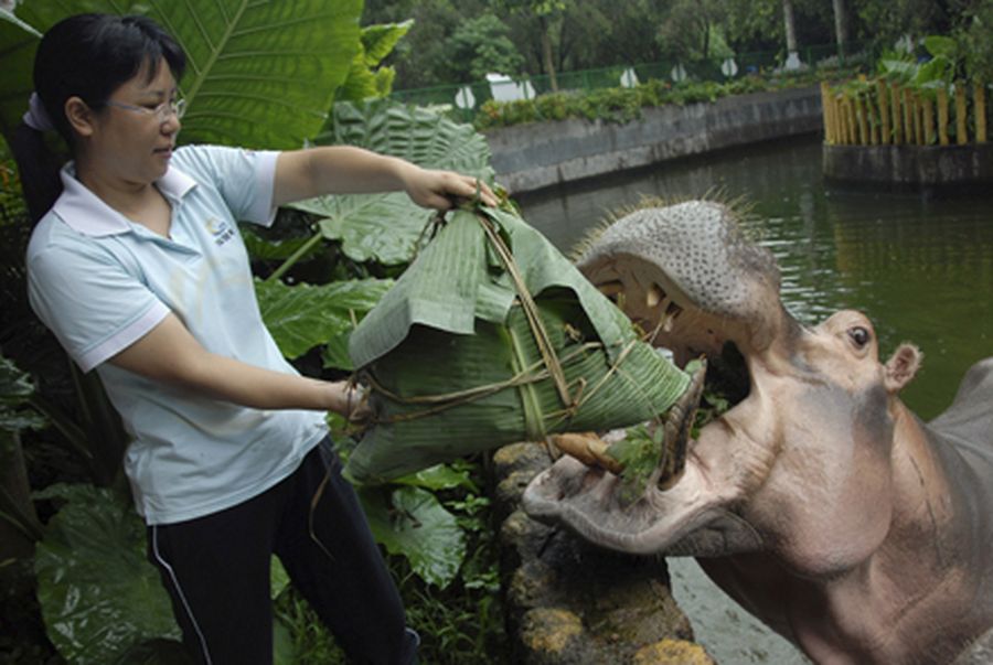 A zookeeper feeds a hippopotamus with forage wrapped in the shape of a rice dumpling (zongzi) to cel