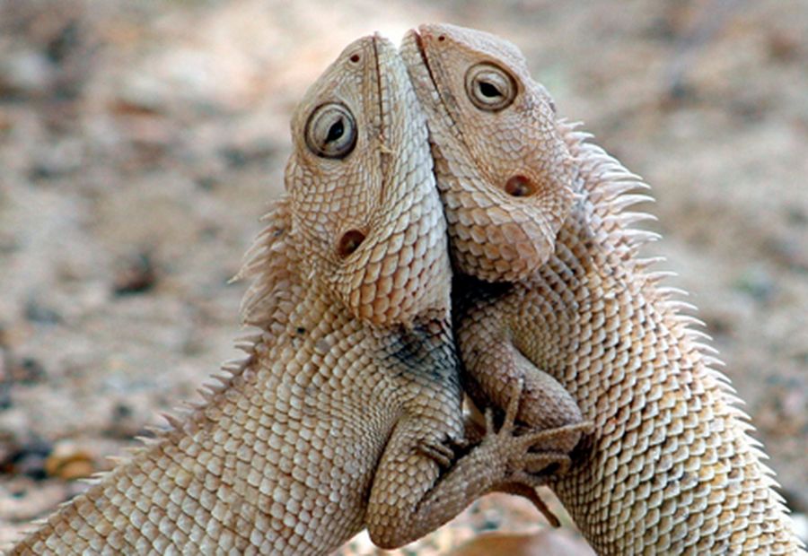 A pair of chameleons fight inside a park in Ahmedabad.