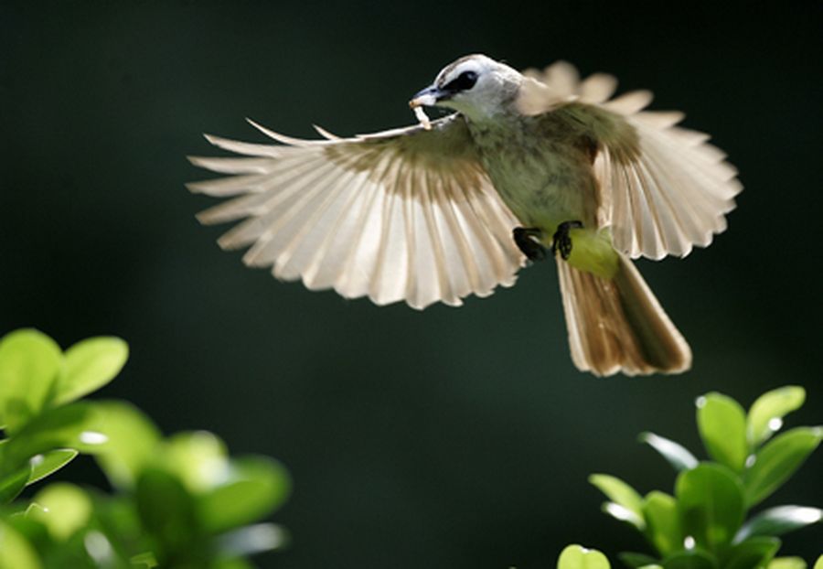 A Yellow-vented Bulbul bird returns to its nest to feed its young at a garden in Kuala Lumpur 