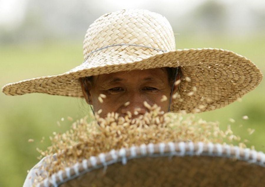 A woman sorts freshly harvested grains of rice in Solano. 