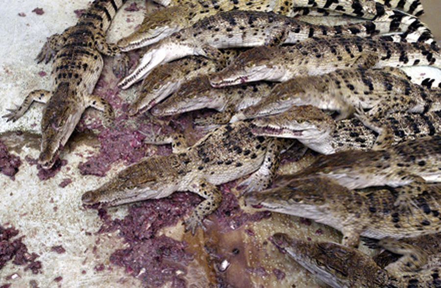 Young crocodiles scramble for ground fish fed to them by a Filipino worker at a government farm in P