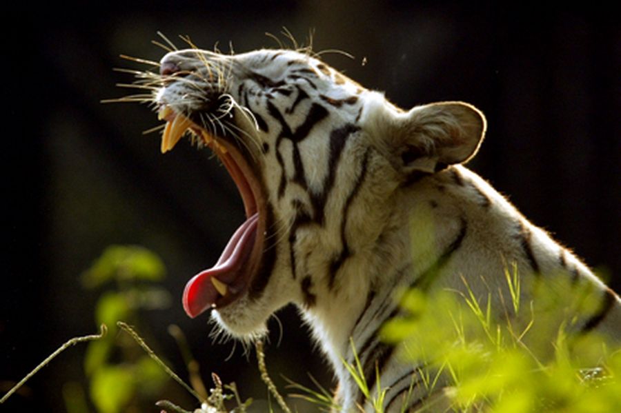 A white tiger yawns in New Delhi zoo.